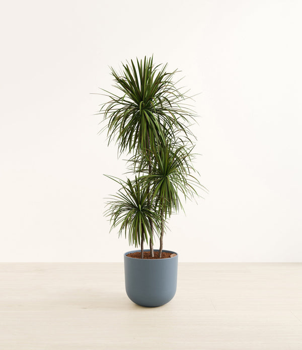 Dracaena bicolor