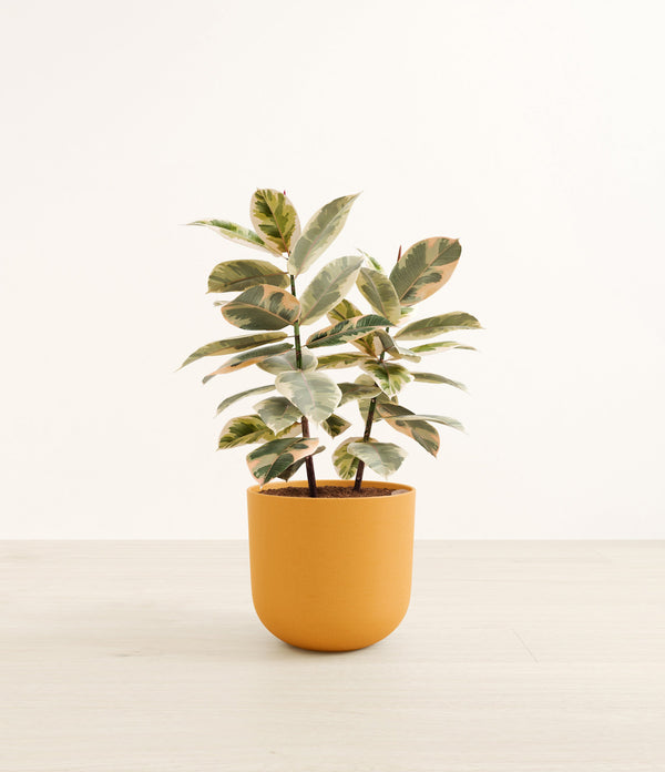 Ficus Tineke