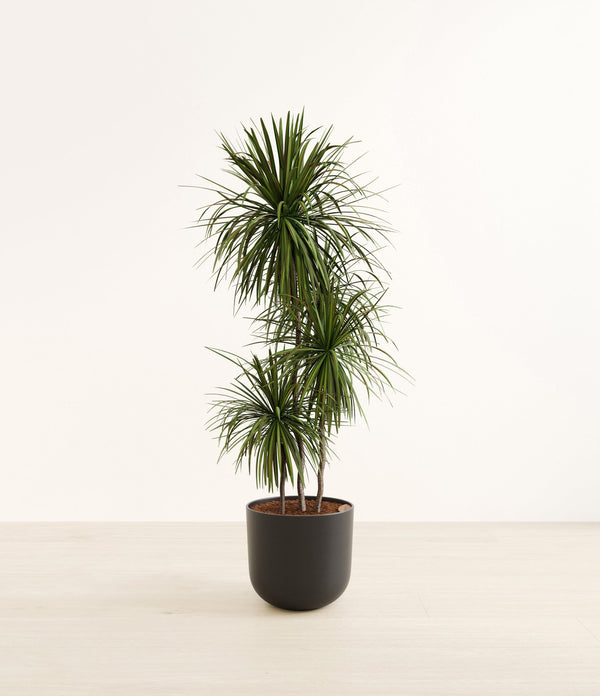 Dracaena bicolor