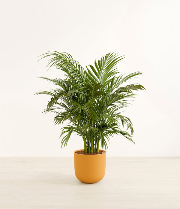 Cat Palm