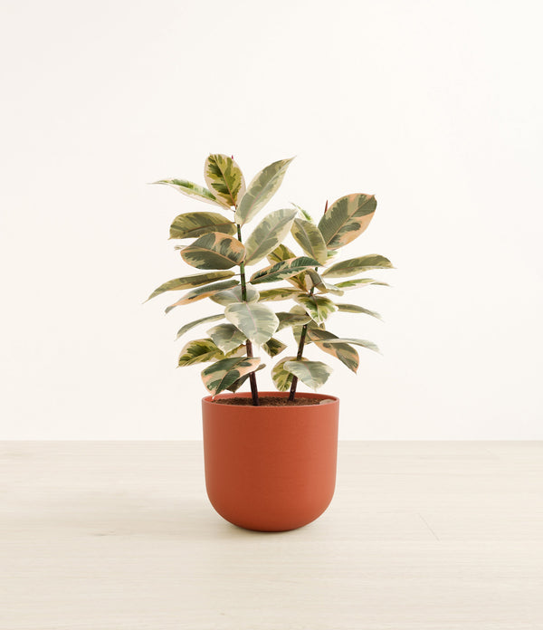 Ficus Tineke