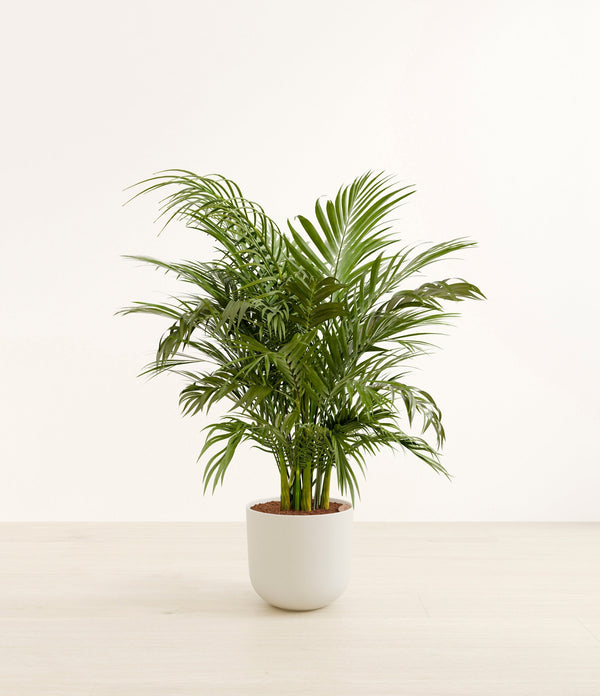 Cat Palm