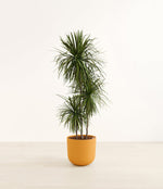 Dracaena bicolor