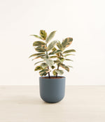 Ficus Tineke