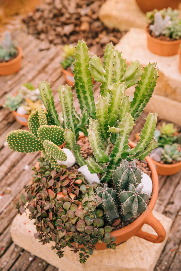Outdoor Plants