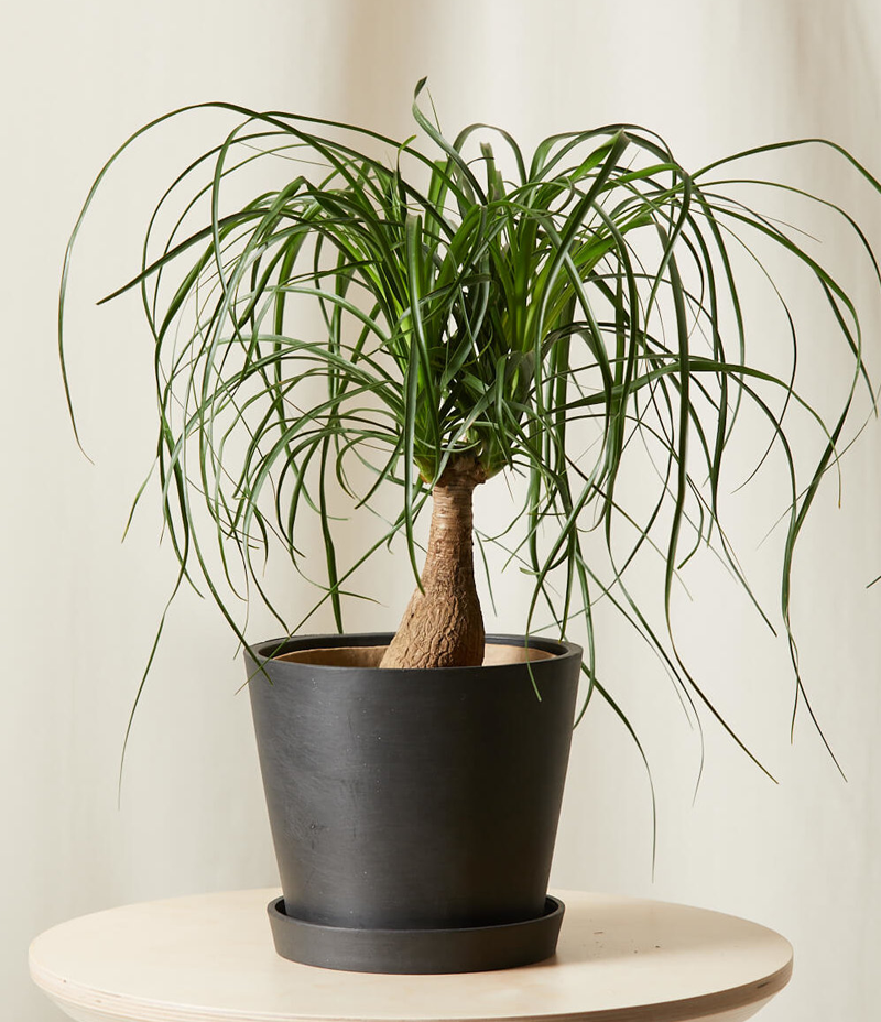 Architectural Plants
