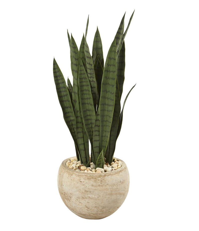 Indoor Plant Collection