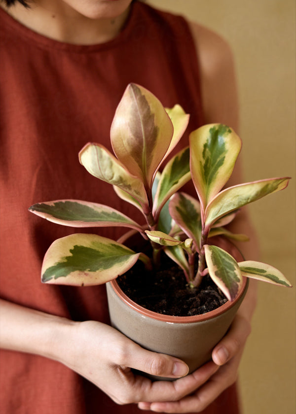 Indoor Plants