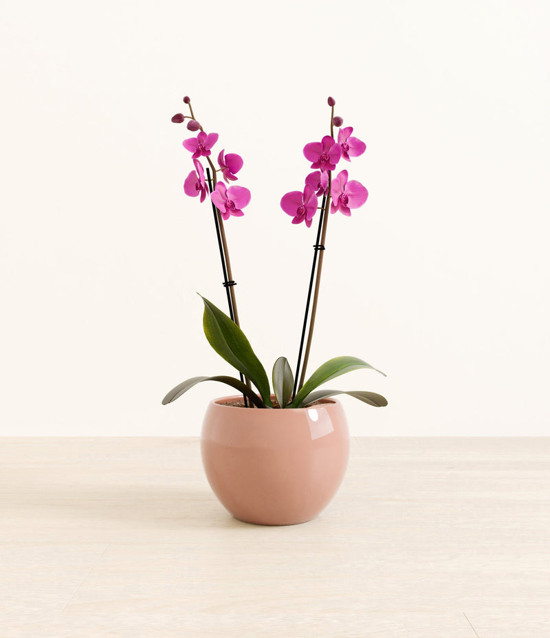 Living room plants