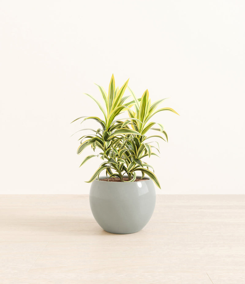 Bedroom Plants