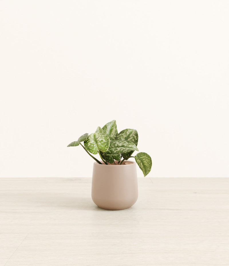 Bathroom Plants