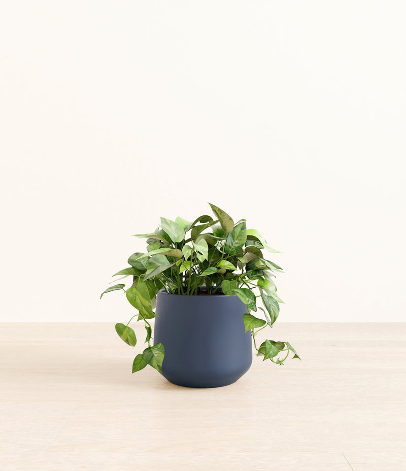 Office Plants