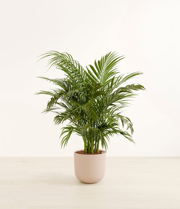 Cat Palm