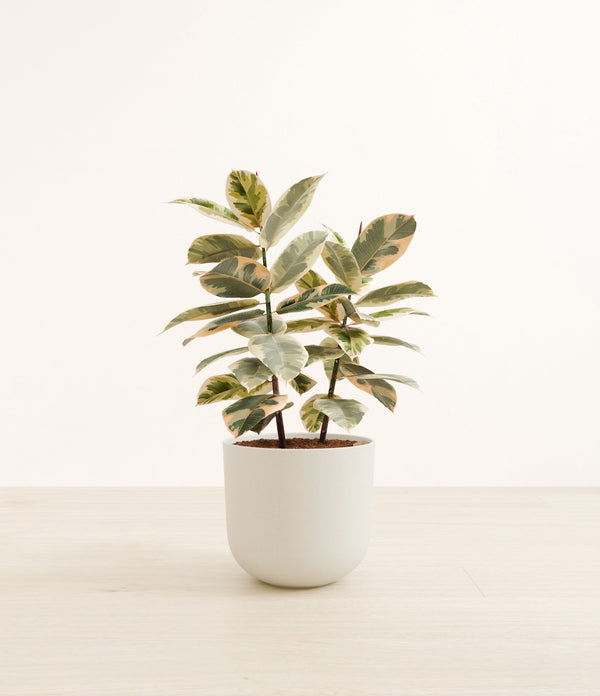 Ficus Tineke