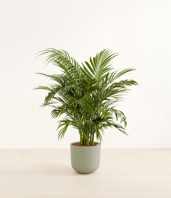 Cat Palm