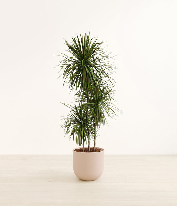 Dracaena bicolor